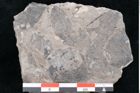 Foto (Detailansicht) von Dalbergia sp. ? (NHMW-GEO-2024-0188-10169)